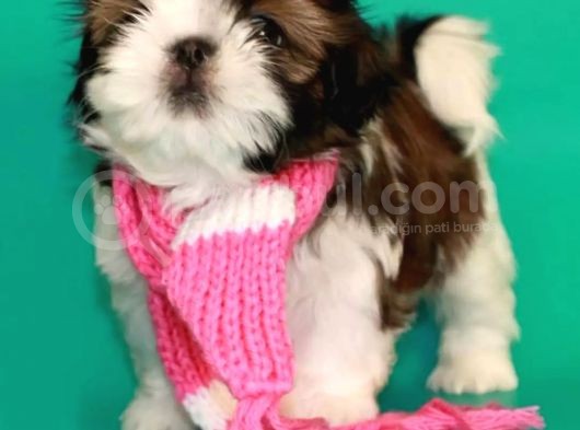 Ev Doğumlu Shih Tzu Yavrular