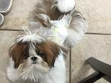 Ev Doğumlu Shih Tzu Yavrular