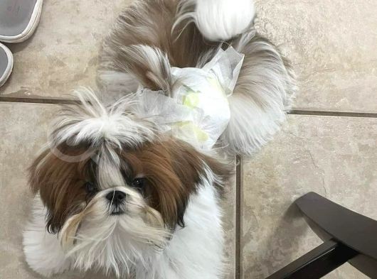 Ev Doğumlu Shih Tzu Yavrular görsel