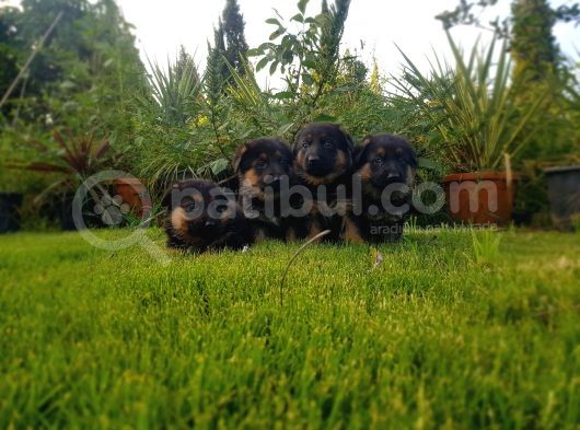 Alman Çoban Köpeği̇ Yavrusu görsel