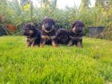 Alman Çoban Köpeği̇ Yavrusu