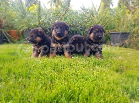 Alman Çoban Köpeği̇ Yavrusu görsel