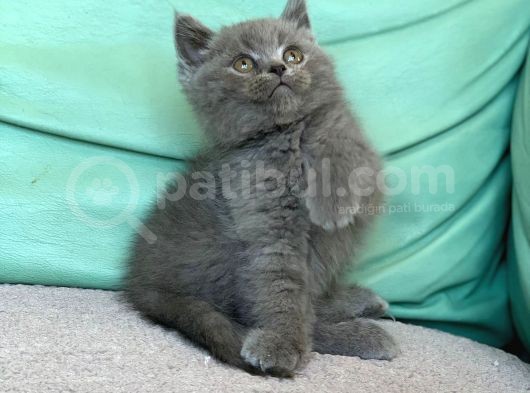 Bebek Yüzlü Orji̇nal Bri̇ti̇sh Shorthai̇r Di̇şi̇ Ve Erkek Yavrular görsel