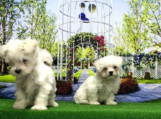 Maltese Terri̇er Yavrusu görsel