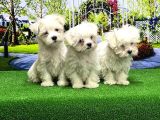 Maltese Terri̇er Yavrusu