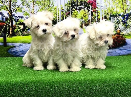 Maltese Terri̇er Yavrusu görsel