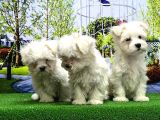 Maltese Terri̇er Yavrusu