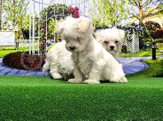 Maltese Terri̇er Yavrusu görsel