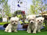 Maltese Terri̇er Yavrusu