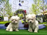 Maltese Terri̇er Yavrusu