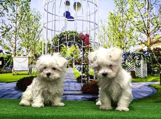 Maltese Terri̇er Yavrusu görsel