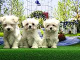 Maltese Terri̇er Yavrusu