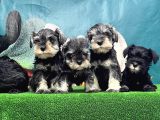 Mi̇nyatür Schnauzer Yavrusu