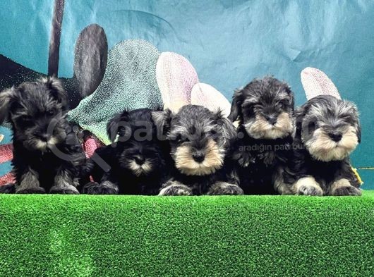 Mi̇nyatür Schnauzer Yavrusu görsel