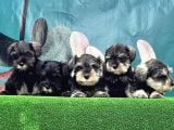 Mi̇nyatür Schnauzer Yavrusu
