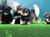 Mi̇nyatür Schnauzer Yavrusu