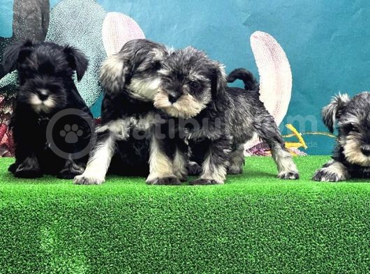 Mi̇nyatür Schnauzer Yavrusu görsel