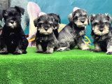 Mi̇nyatür Schnauzer Yavrusu