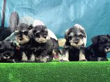 Mi̇nyatür Schnauzer Yavrusu