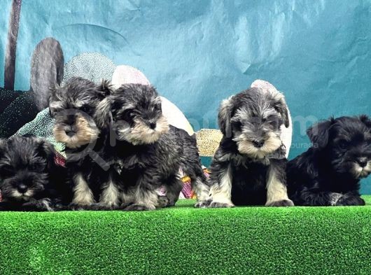 Mi̇nyatür Schnauzer Yavrusu görsel