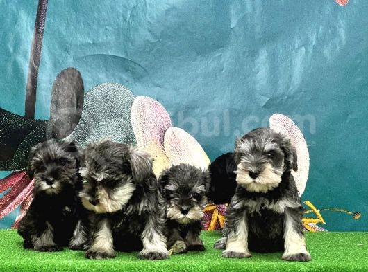 Mi̇nyatür Schnauzer Yavrusu görsel
