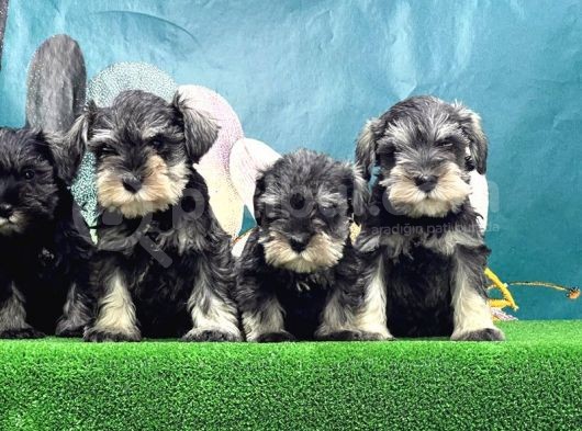 Mi̇nyatür Schnauzer Yavrusu görsel