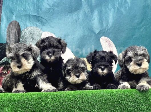 Mi̇nyatür Schnauzer Yavrusu görsel