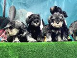 Mi̇nyatür Schnauzer Yavrusu