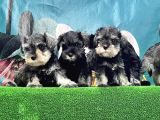 Mi̇nyatür Schnauzer Yavrusu