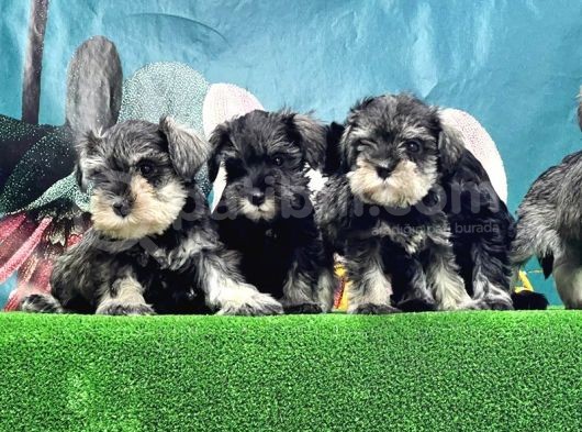 Mi̇nyatür Schnauzer Yavrusu görsel
