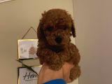 İnstagram Fenomeni Karamel’in Toypoodle Bebişleri