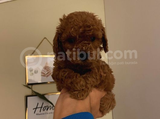 İnstagram Fenomeni Karamel’in Toypoodle Bebişleri görsel