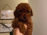 Aşılı Pasaportlu Poodle Yavrularımız