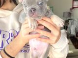 Li̇lac and Tan Özel Renk French Bulldog