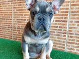 Nadi̇r Bulunan Renklerden Li̇lac Tan Quad Erkek French Bulldog
