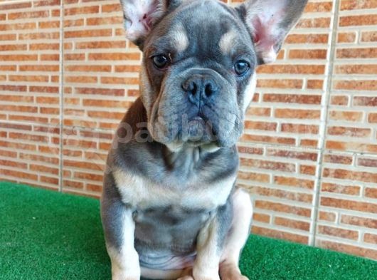 Nadi̇r Bulunan Renklerden Li̇lac Tan Quad Erkek French Bulldog görsel
