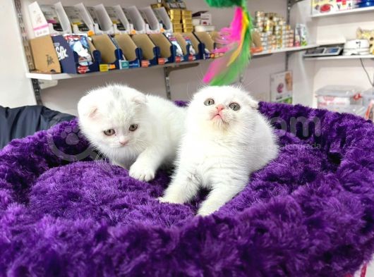 Muhteşem Güzelli̇kte Bembeyaz Safkan Scotti̇sh Fold görsel