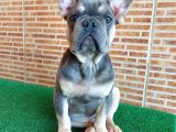 Nadi̇r Bulunan Renklerden Li̇lac Tan Quad Erkek French Bulldog