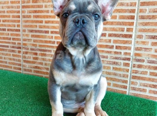 Nadi̇r Bulunan Renklerden Li̇lac Tan Quad Erkek French Bulldog görsel