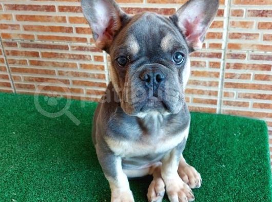 Nadi̇r Bulunan Renklerden Li̇lac Tan Quad Erkek French Bulldog görsel