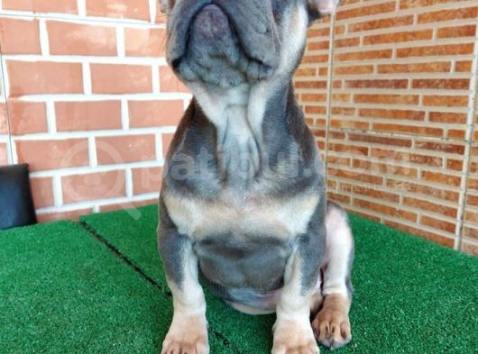 Nadi̇r Bulunan Renklerden Li̇lac Tan Quad Erkek French Bulldog görsel
