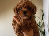 Aşılı Pasaportlu Poodle Yavrularımız