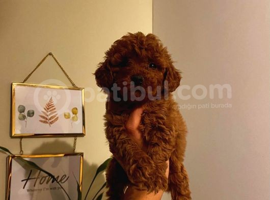 İnstagram Fenomeni Karamel’in Toypoodle Bebişleri görsel