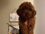İnstagram Fenomeni Karamel’in ToyPoodle Bebişleri
