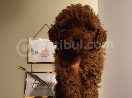 İnstagram Fenomeni Karamel’in Toypoodle Bebişleri