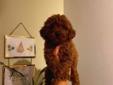 Aşılı Pasaportlu Poodle Yavrularımız