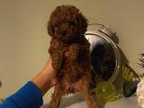 İnstagram Fenomeni Karamel’in Toypoodle Bebişleri