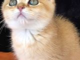 A Kalite Bri̇ti̇sh Shorthai̇r Golden  Yavrular
