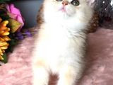 A Kalite Bri̇ti̇sh Shorthai̇r Golden  Yavrular