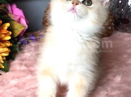 A Kalite Bri̇ti̇sh Shorthai̇r Golden  Yavrular